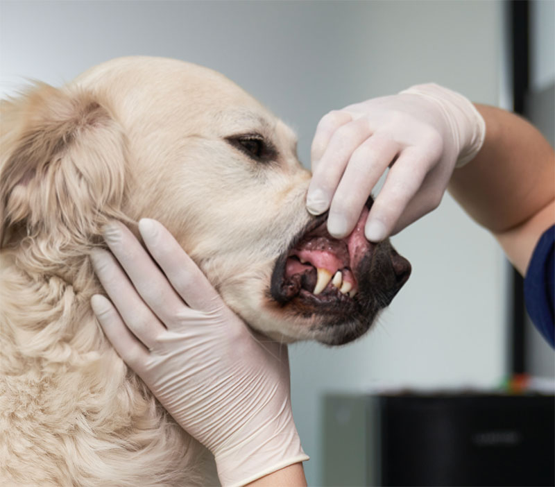 Professional dental cleaning for dogs in Miami, FL
